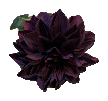 Florals - Dahlia