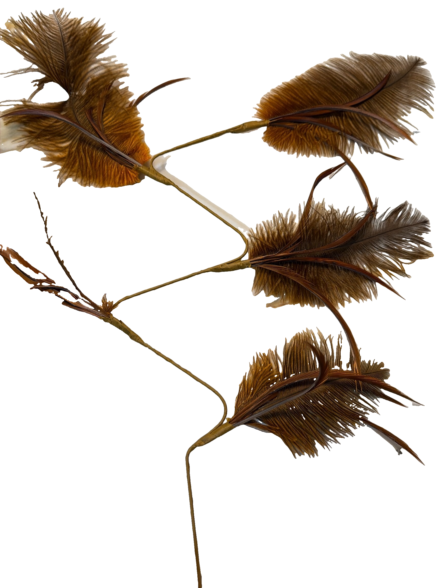 Florals - Feather W0753452