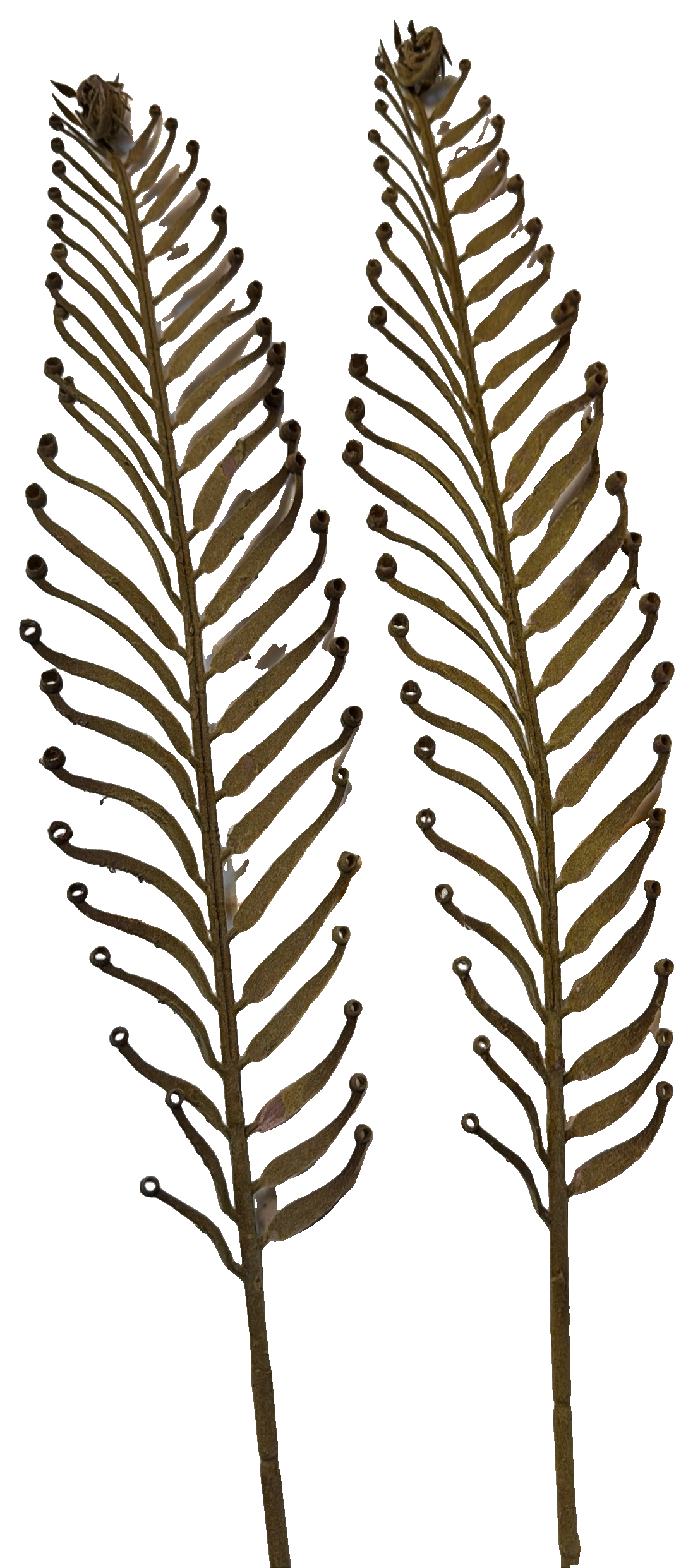 Florals - Fern W0752073