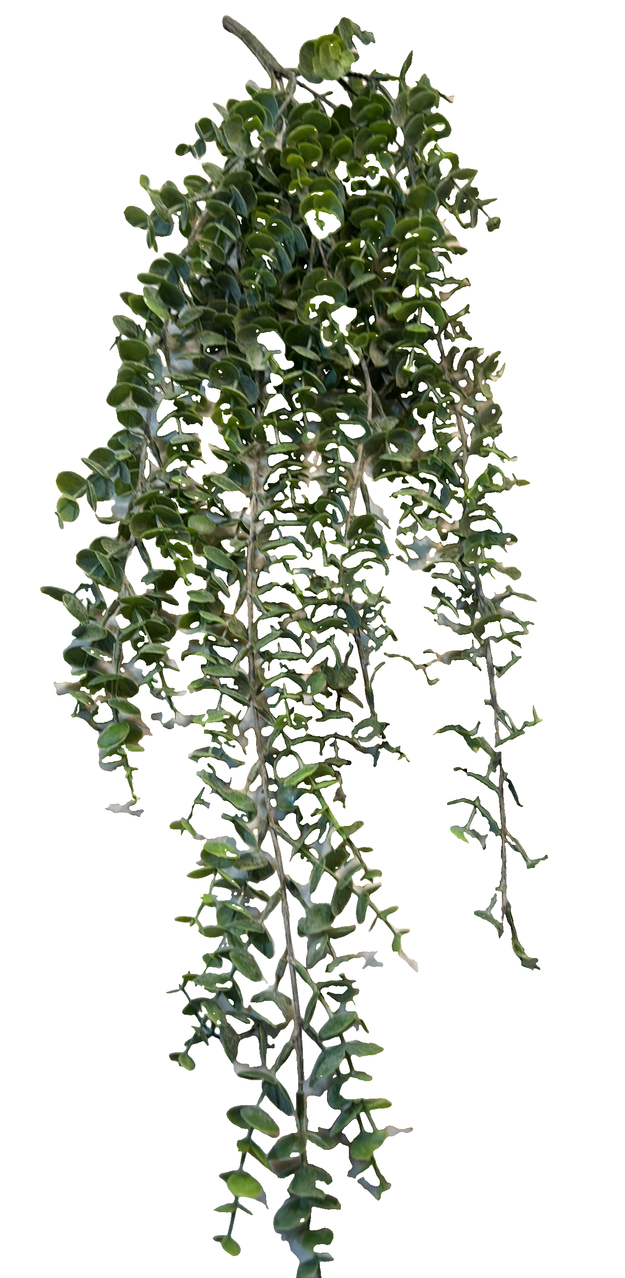 Florals - Eucalyptus 1392034