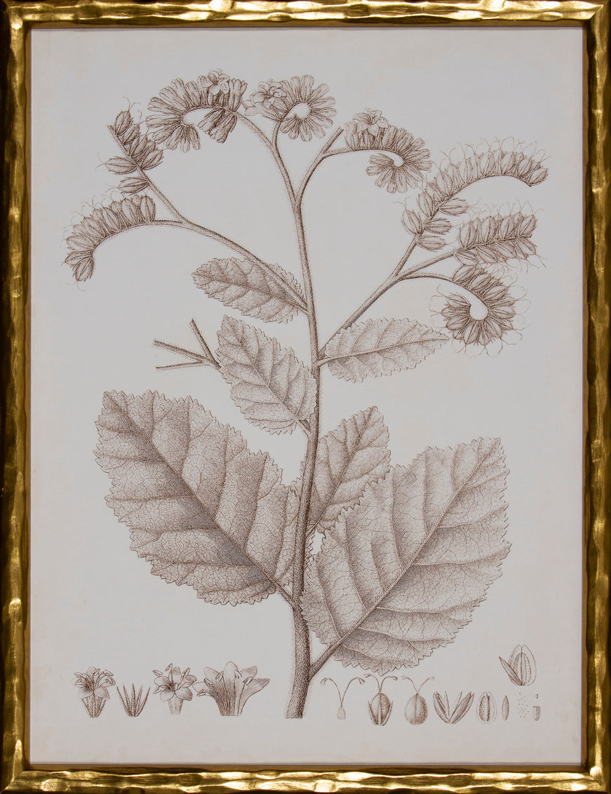 Sepia Botanical IV