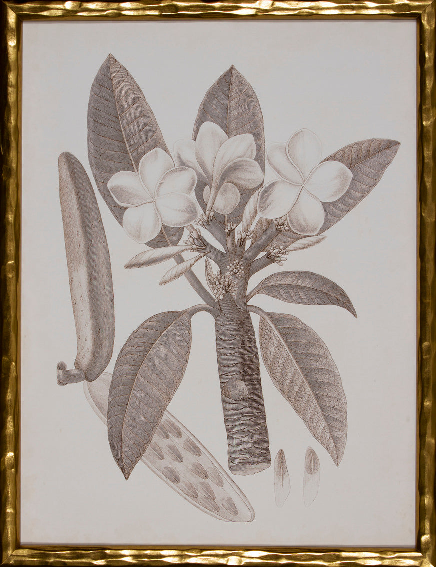 Sepia Botanical VII