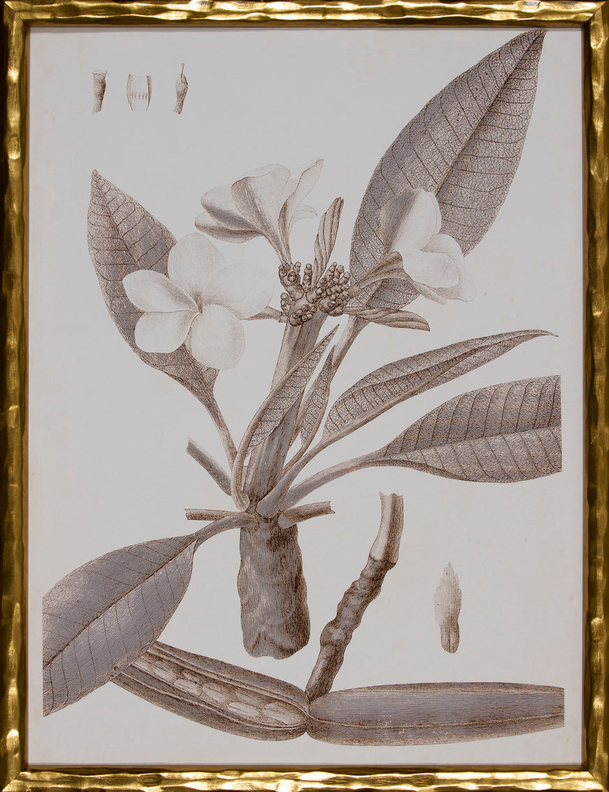 Sepia Botanical II