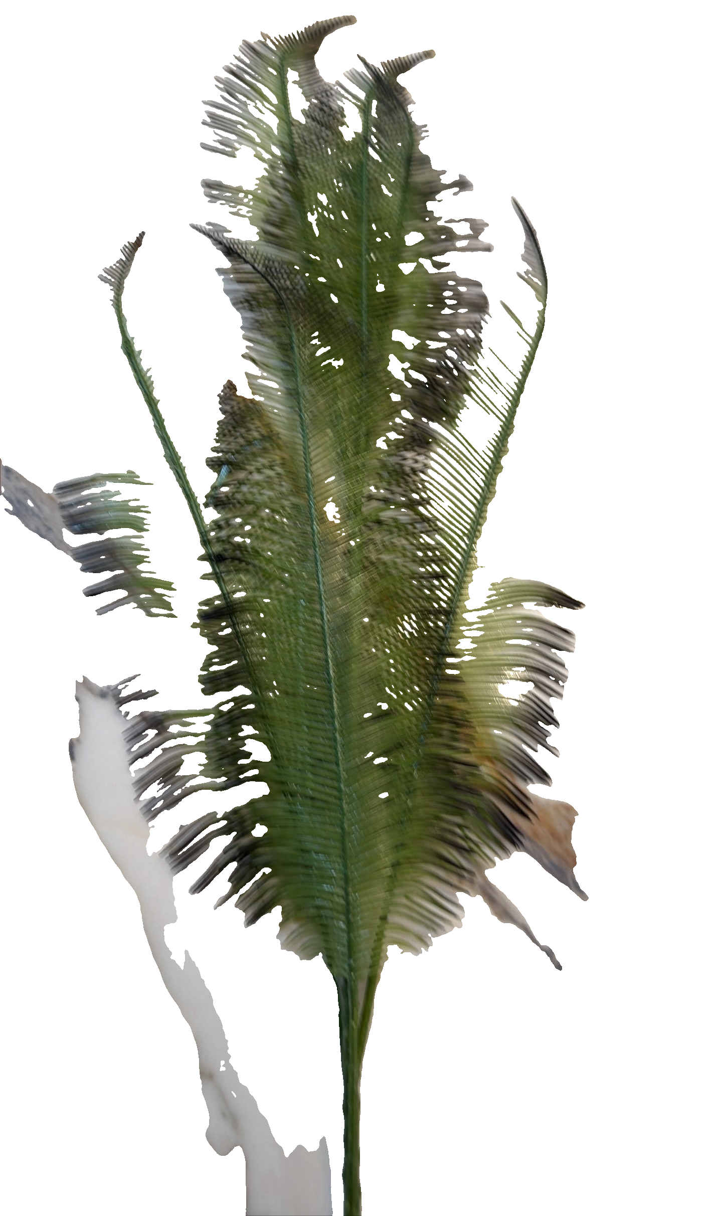 Florals - Palm