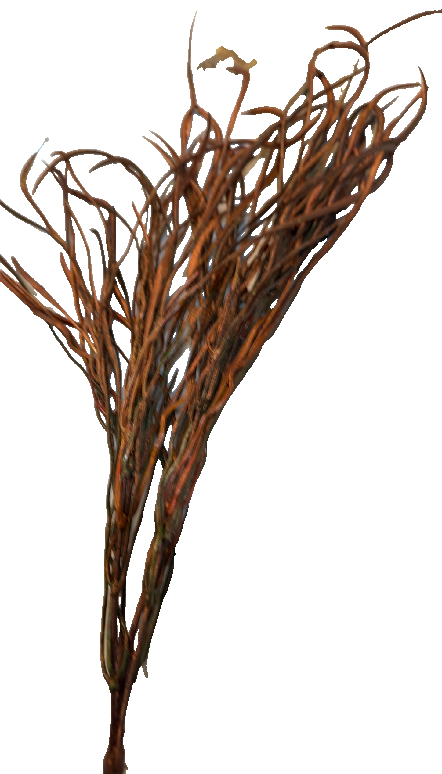 Floras - Rust Grass