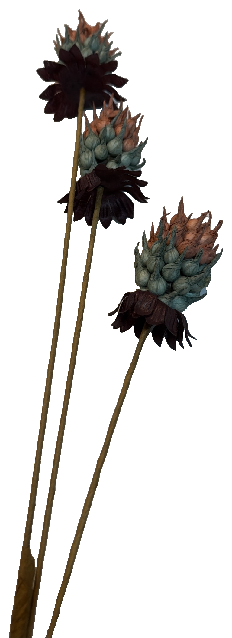 Florals - Seedpod