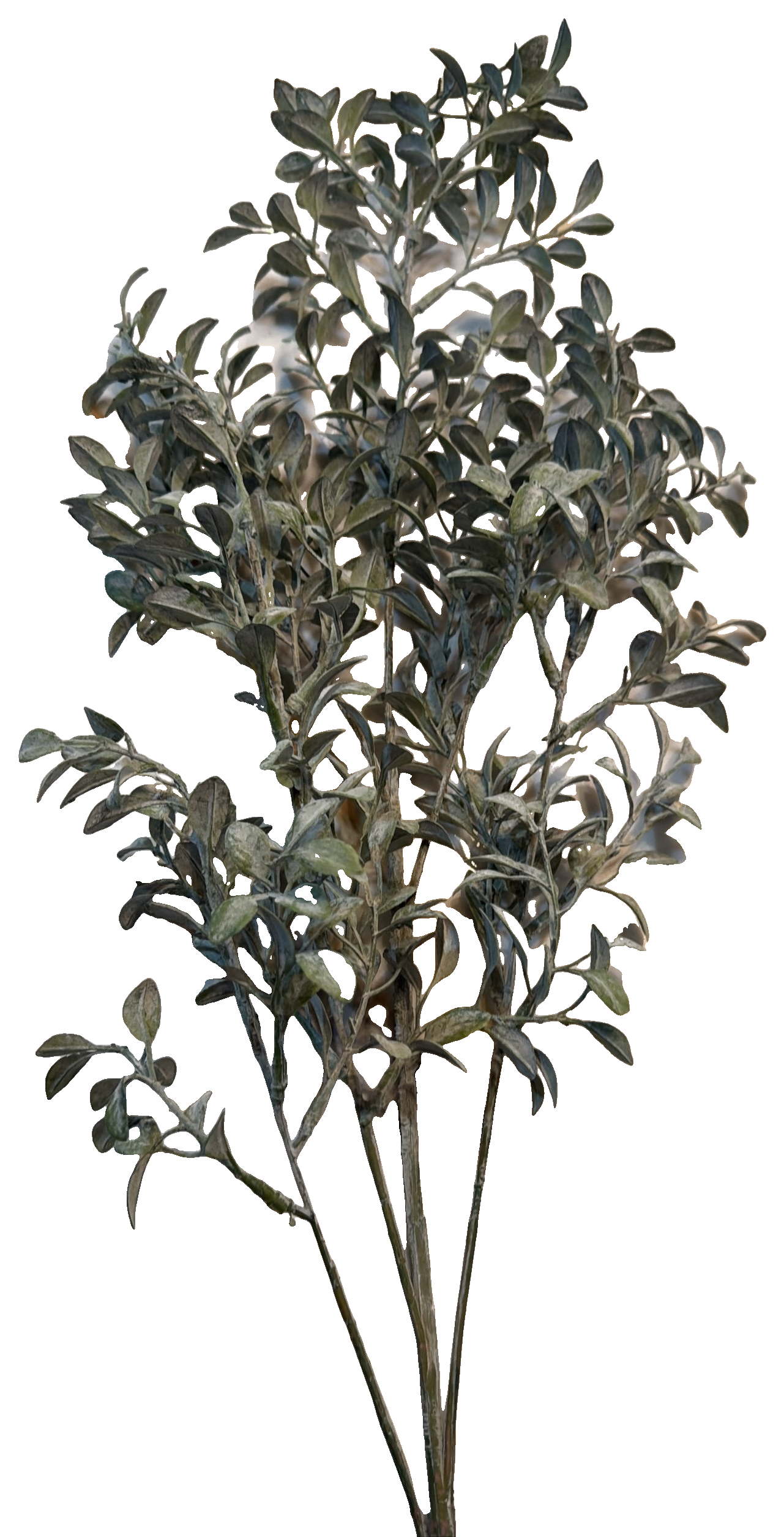 Florals - Boxwood