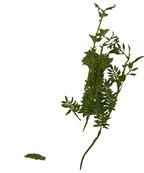 Florals - Lace Fern