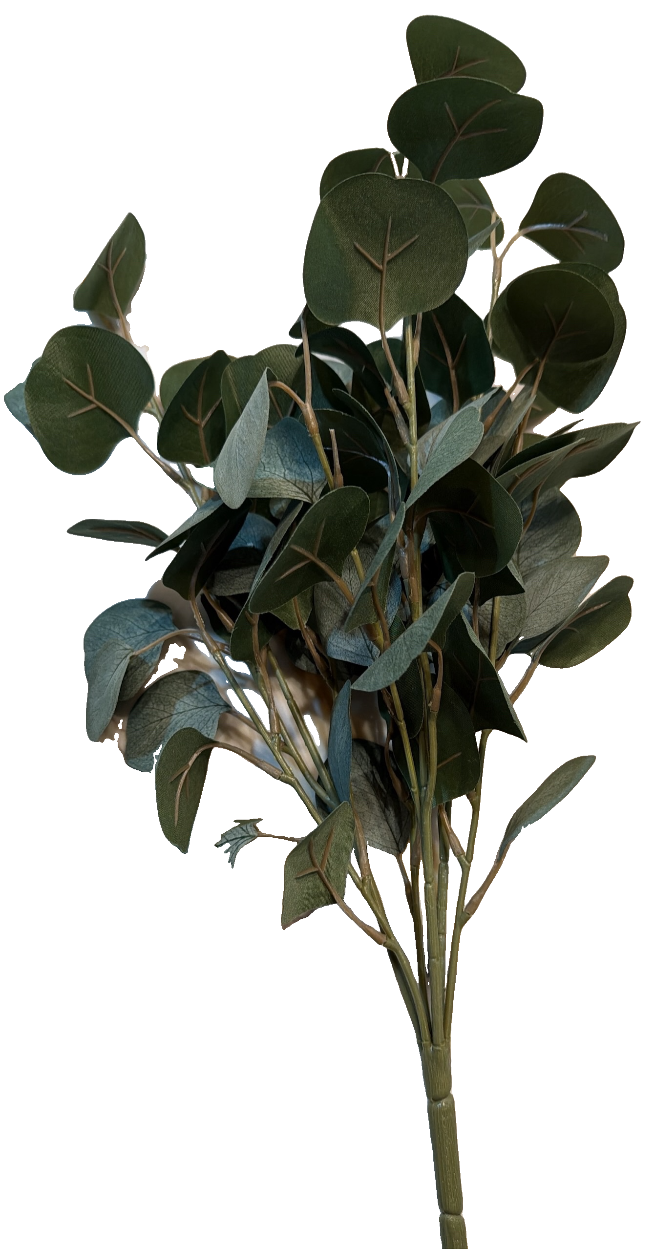 Florals - Eucalyptus