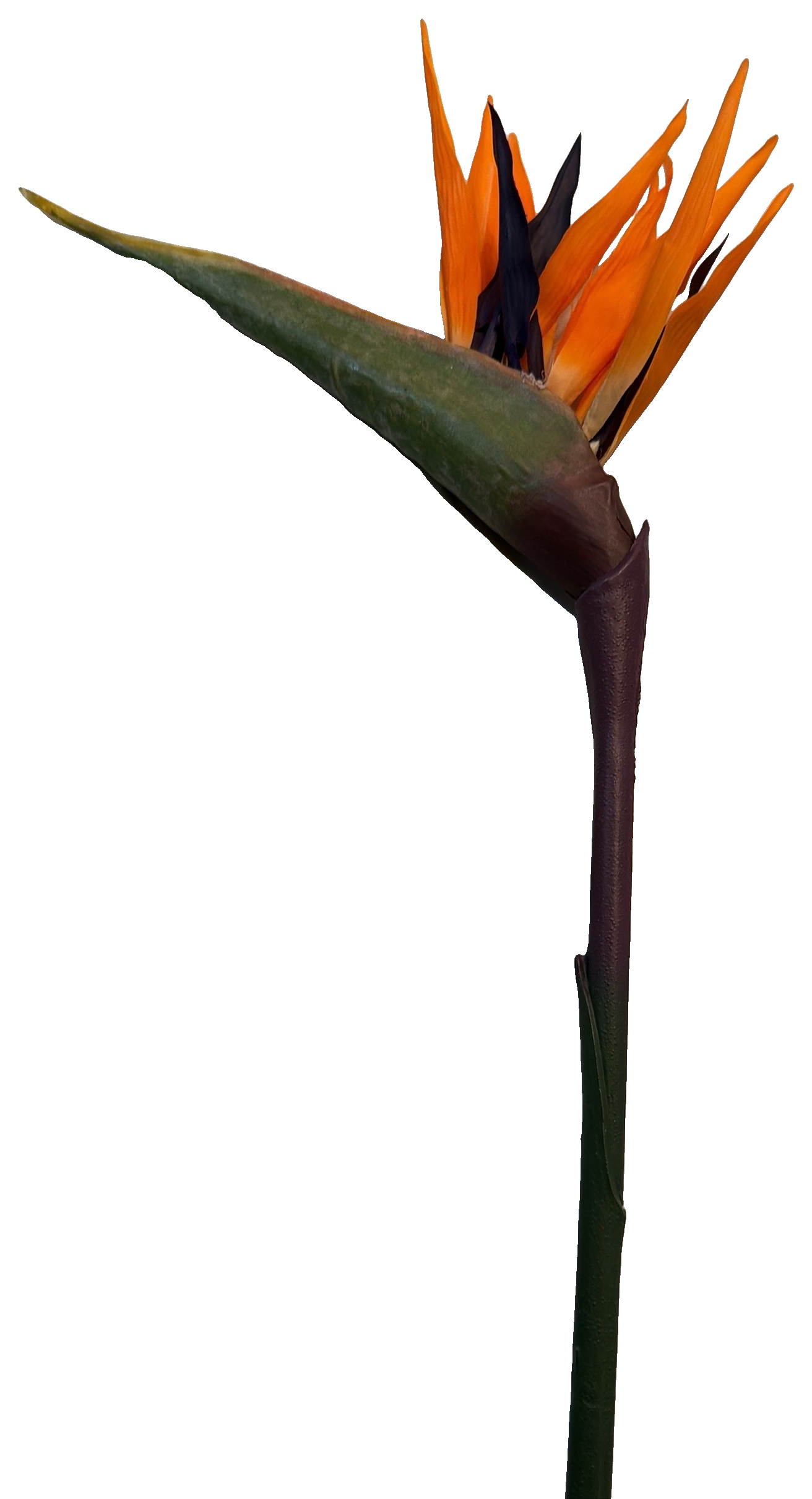 Florals - Strelitzia