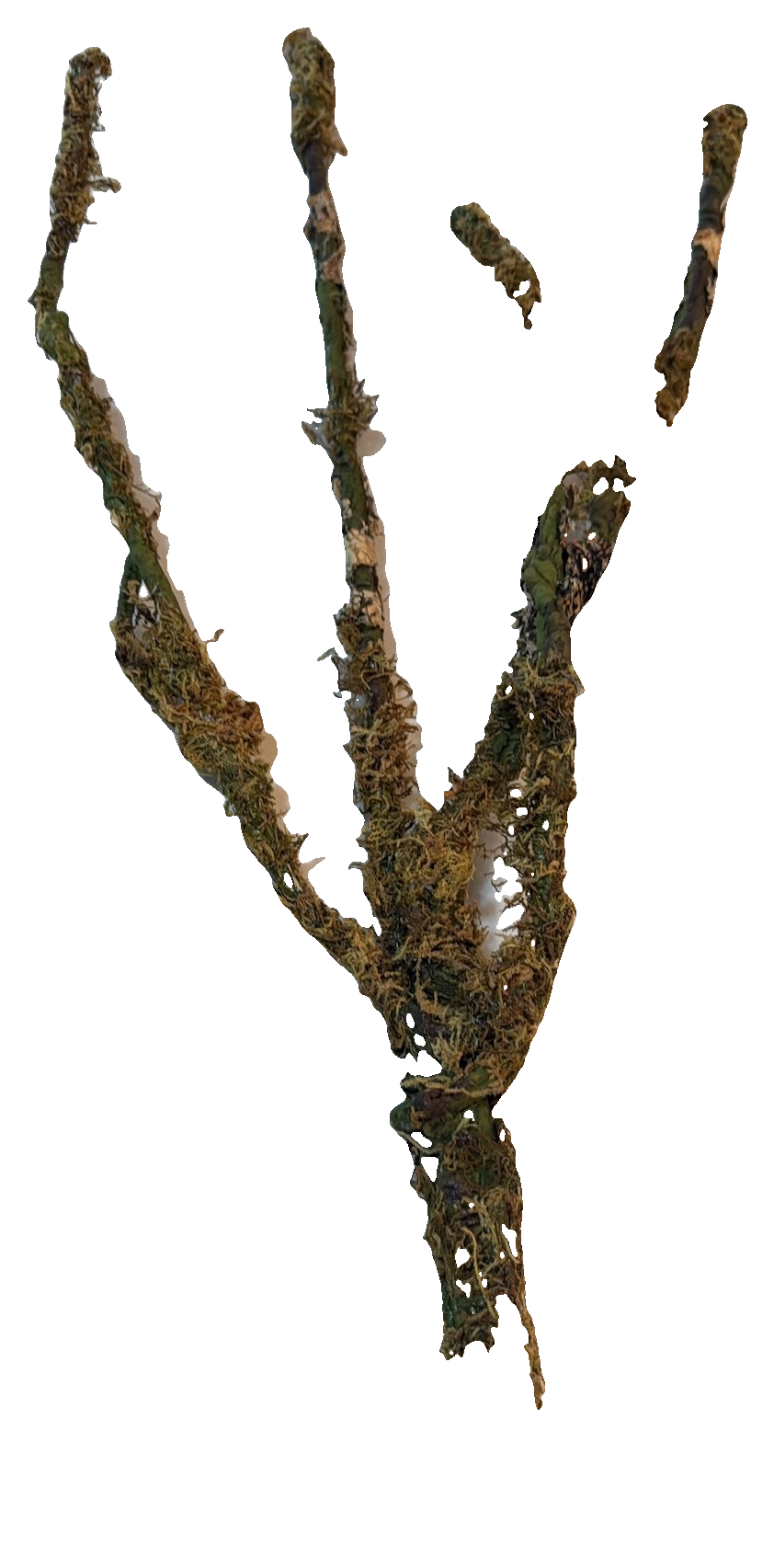 Florals - Mossy Branch