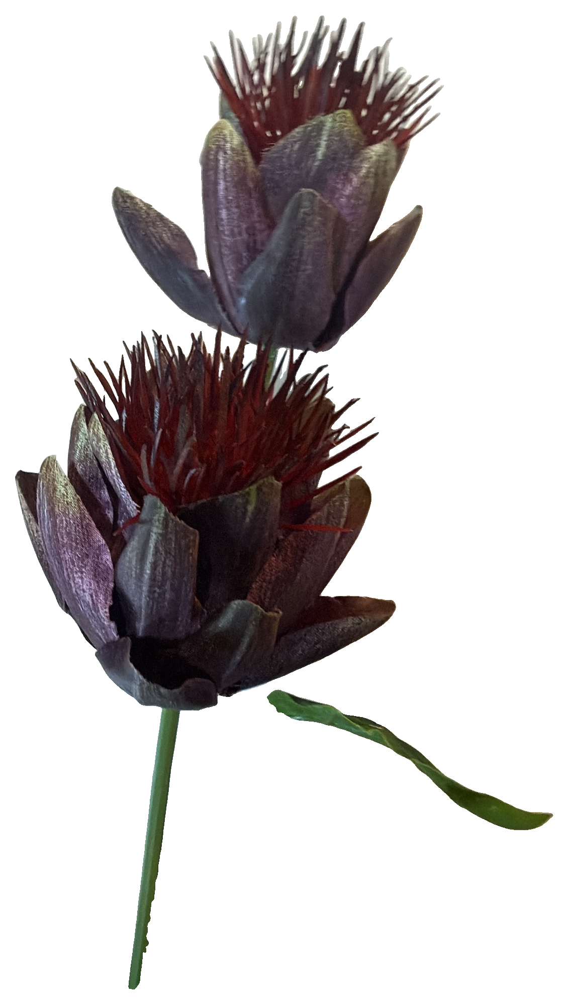 Florals - Thistle