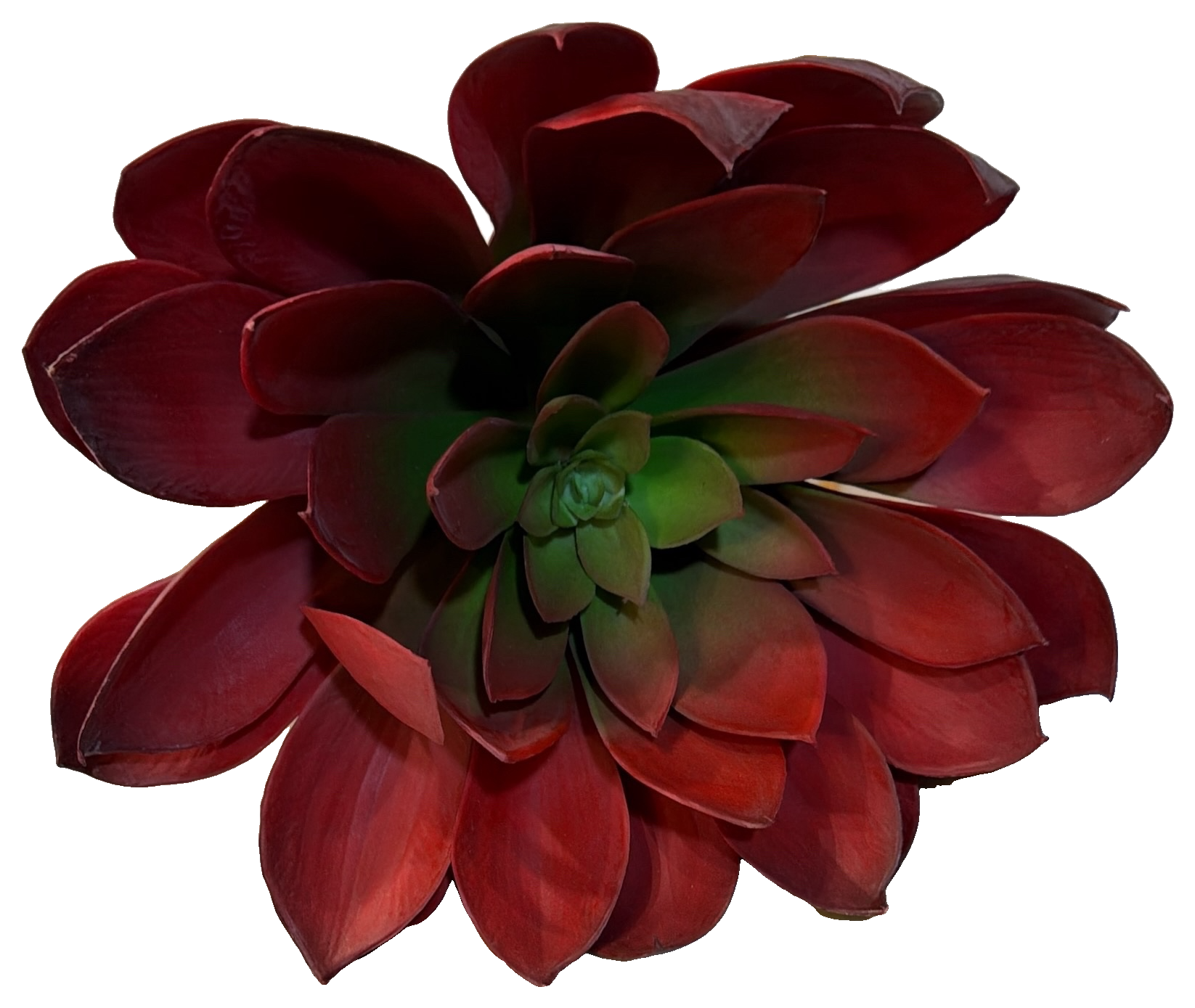 Florals - Echeveria
