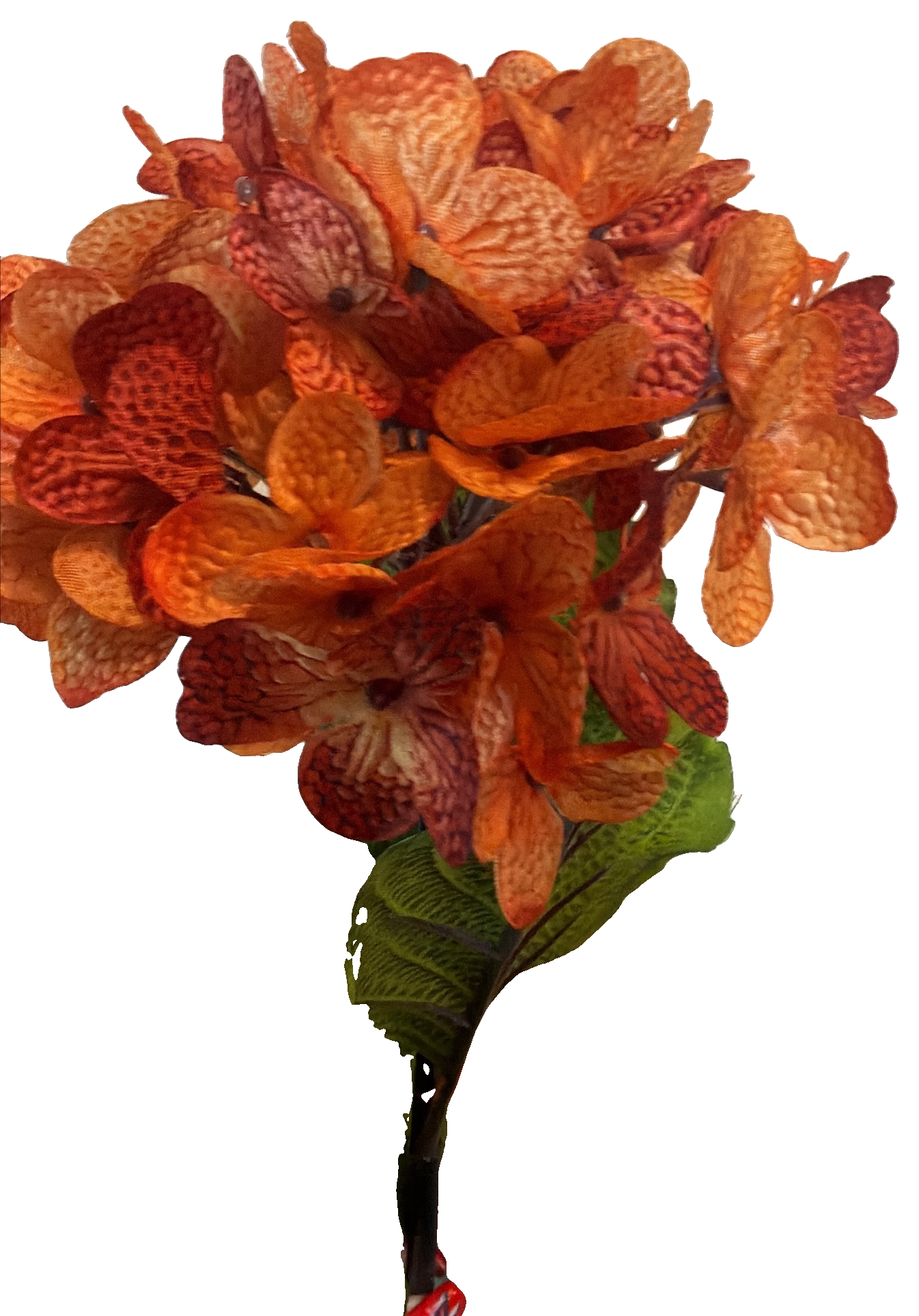 Florals - Rust Hydrangea