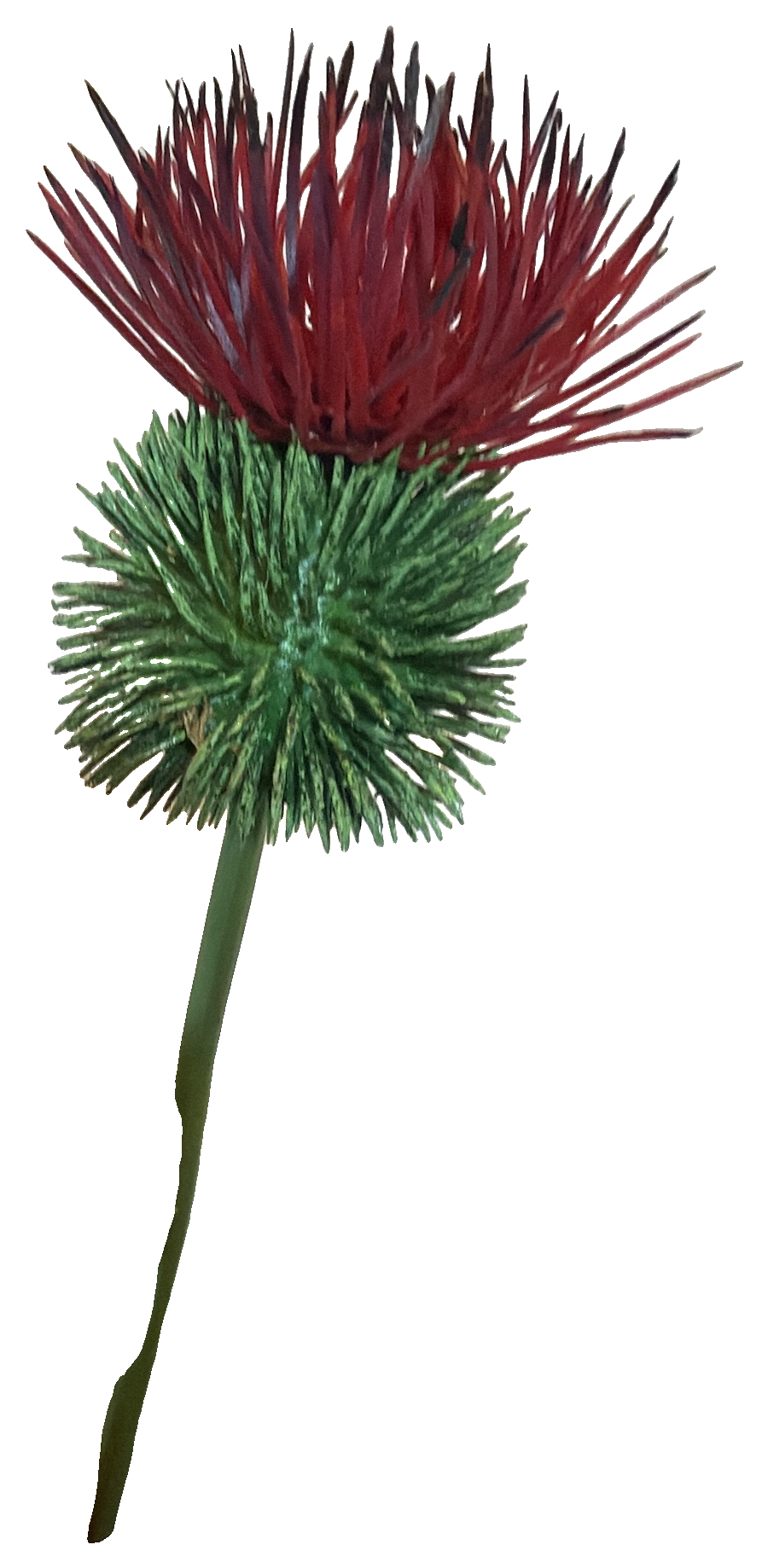 Florals - Spike Thistle