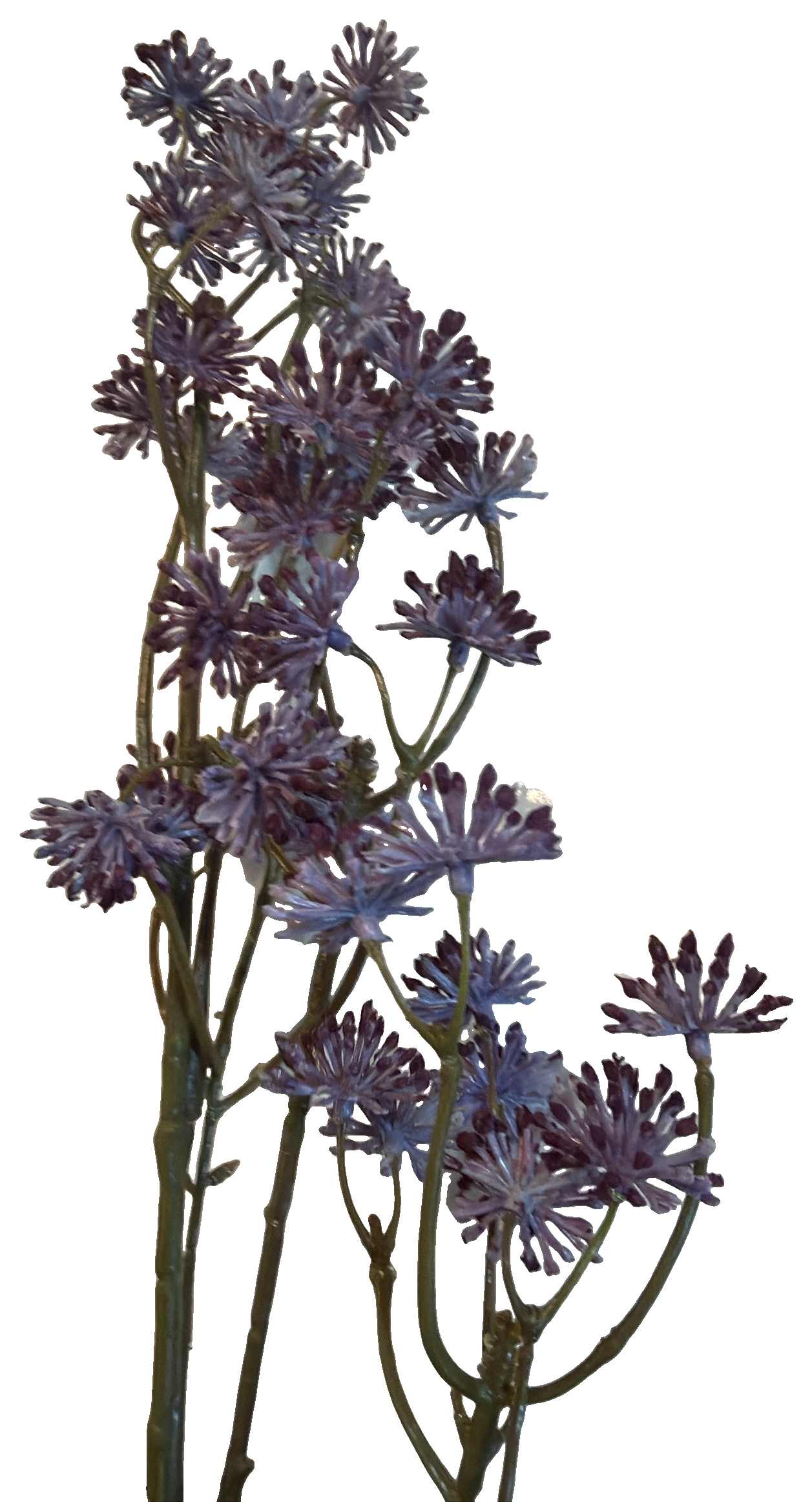 Florals - Lavender Allium