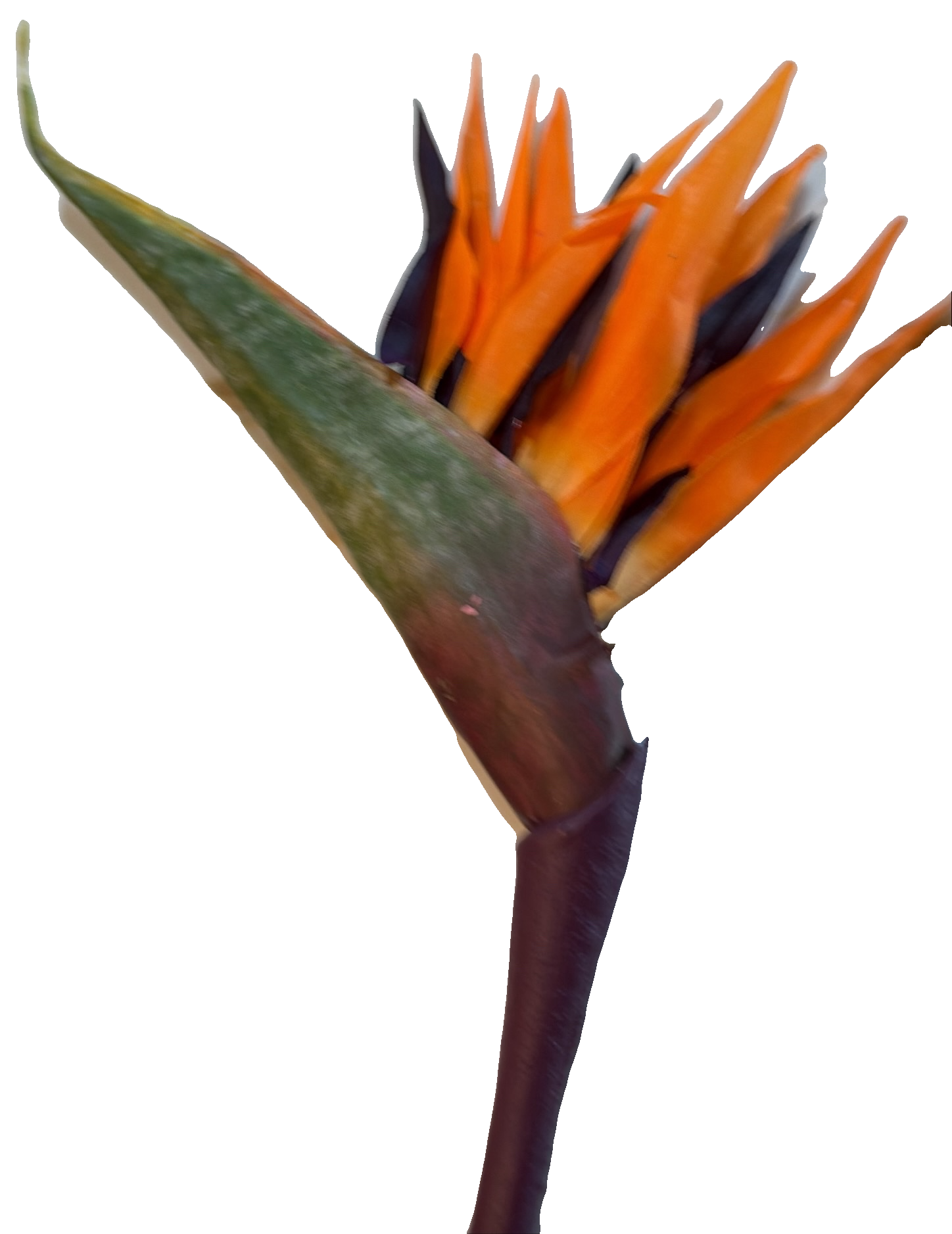 Florals - Birds of Paradise