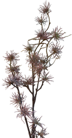 Florals - Aster
