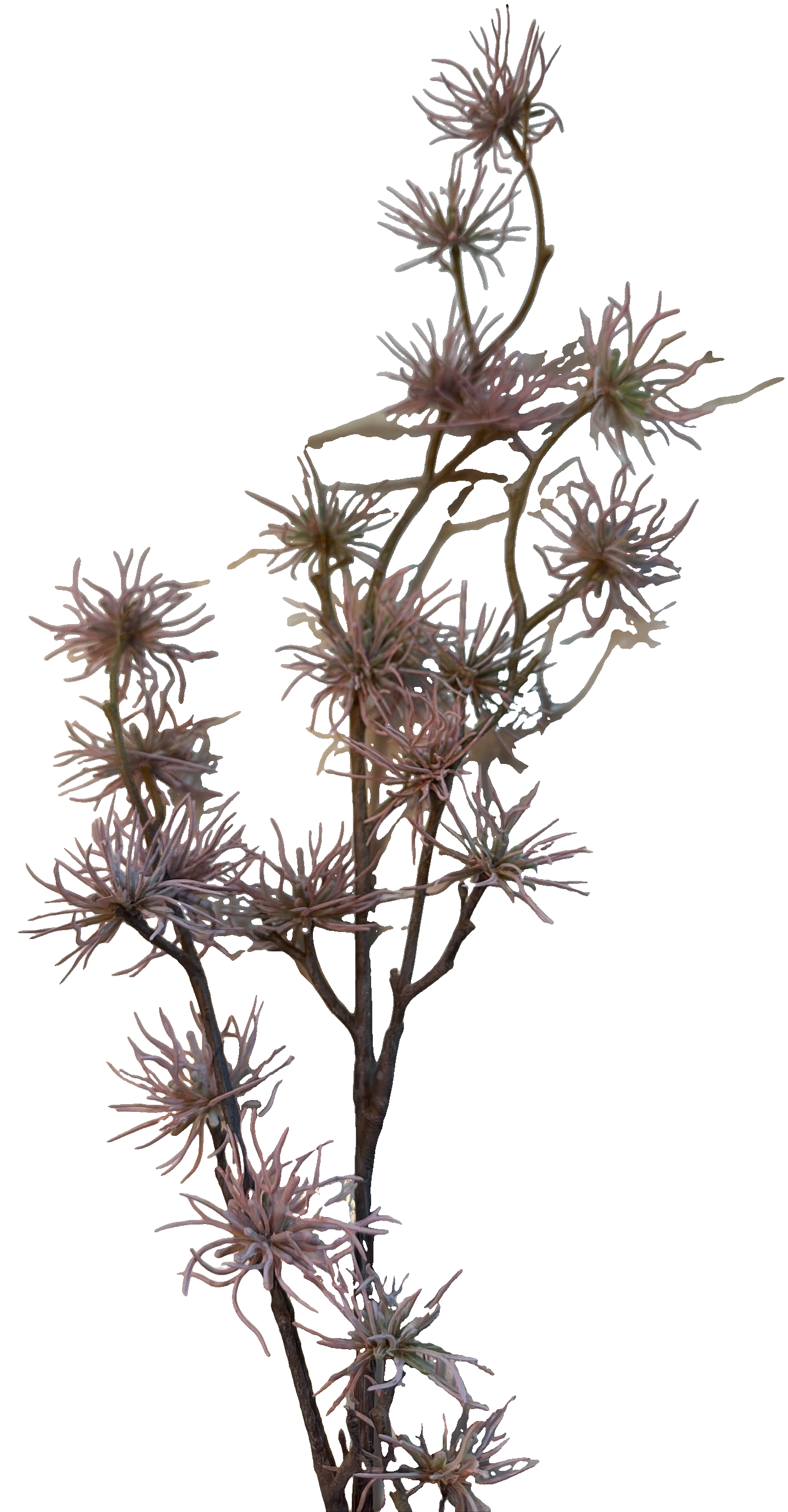 Florals - Aster