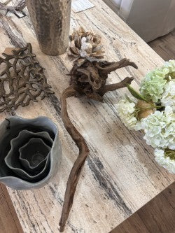 Large Magnolia on Elaborate Root Structure