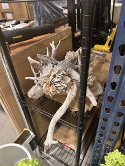 Standing Driftwood Root with 3 Oyster Magnolias