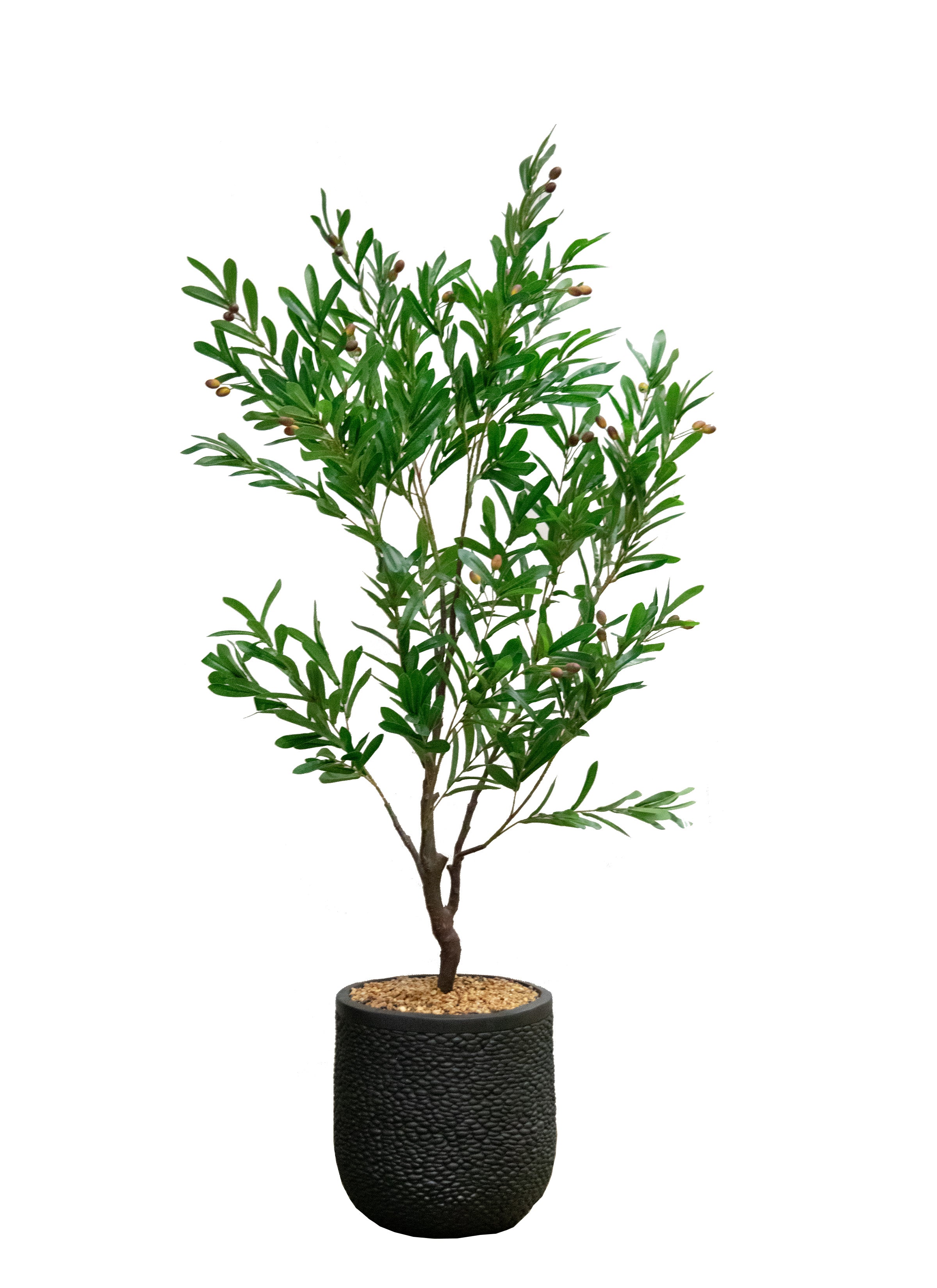 5FT OLIVE TREE W/O CTR. (Container Shown: CTR-88006GRM
