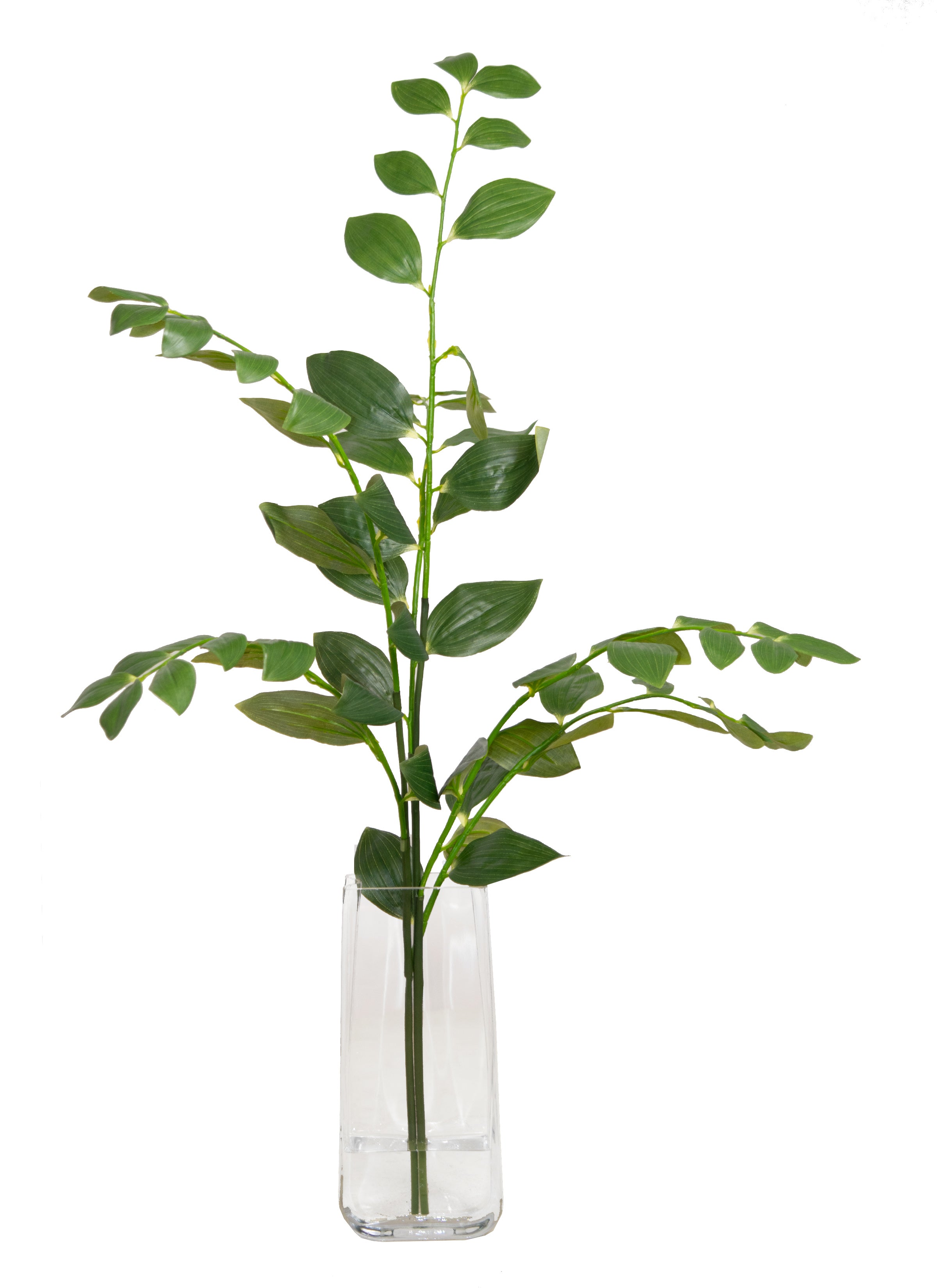 GLASS/ SOLOMONS SEAL