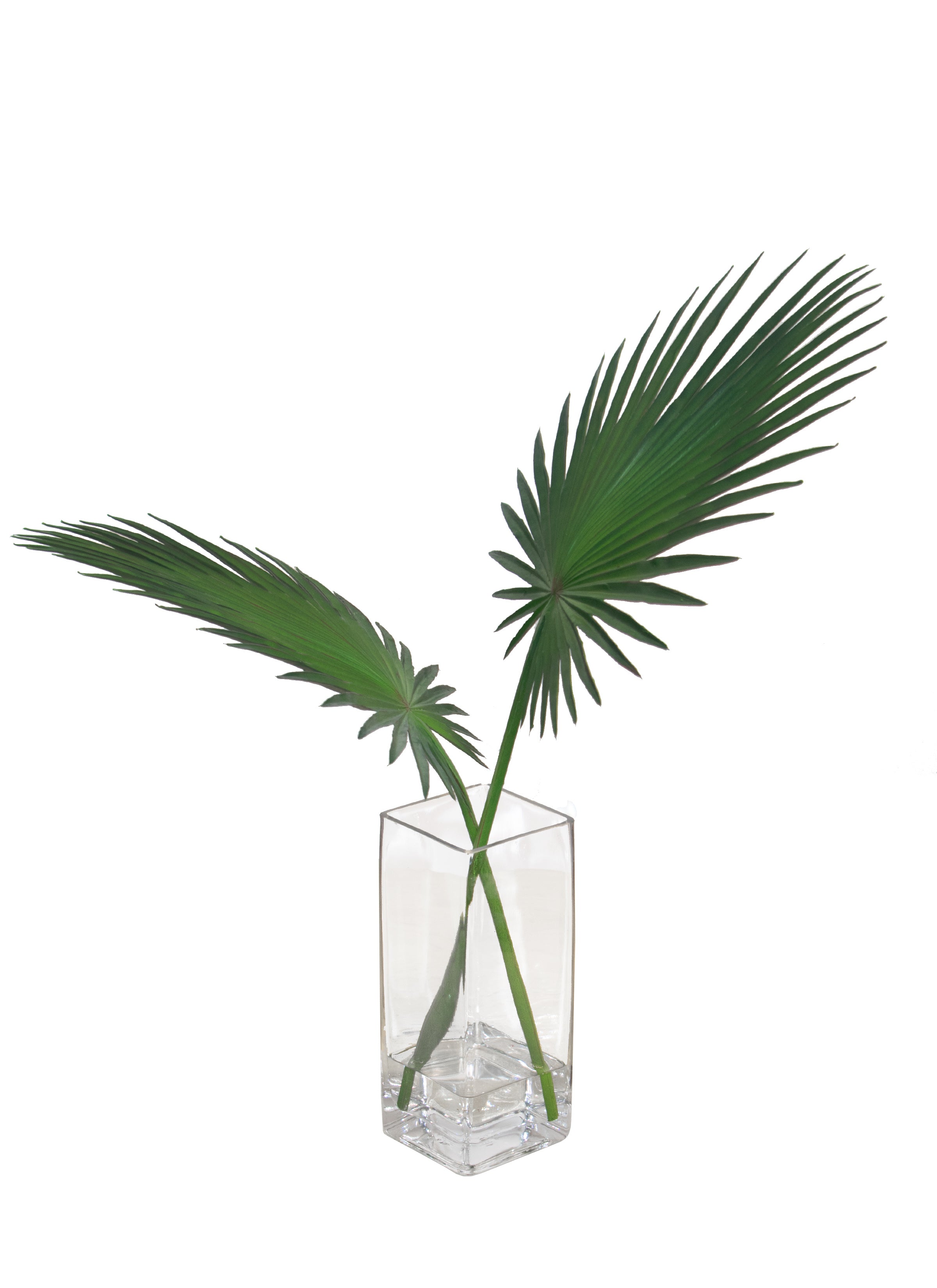 GLASS/ FAN PALM LEAF