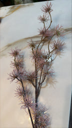 Florals - Aster