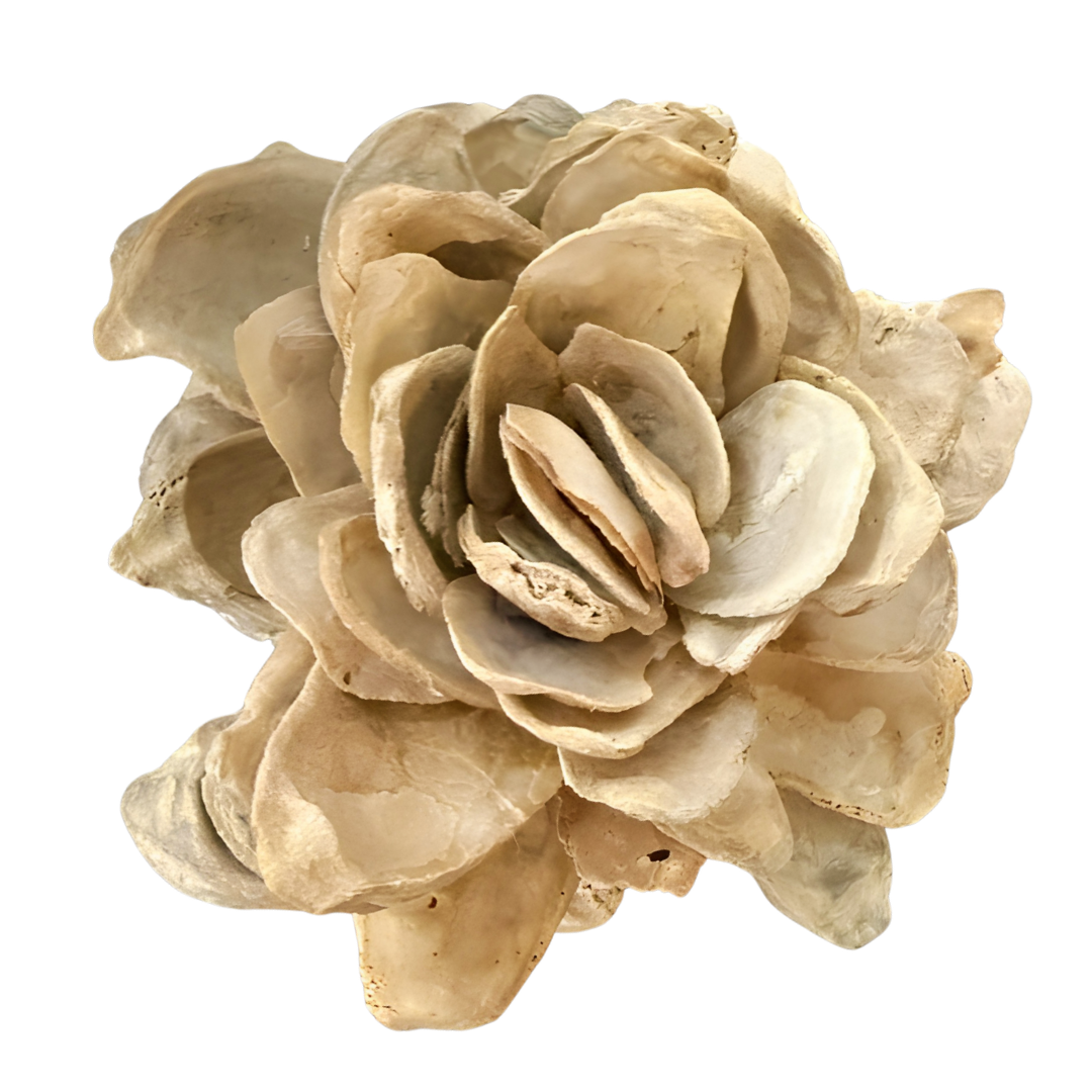 Oyster Magnolia (Large)