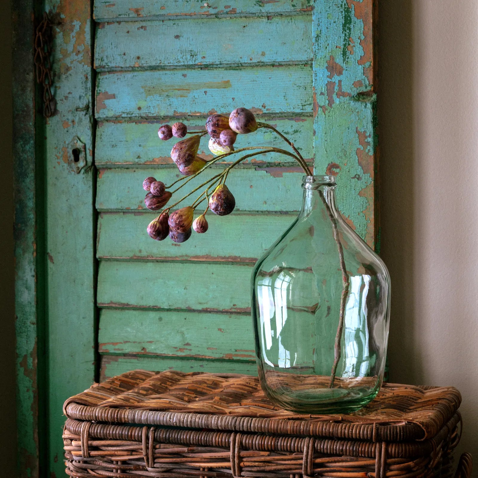 Bunching Fig Green Brown