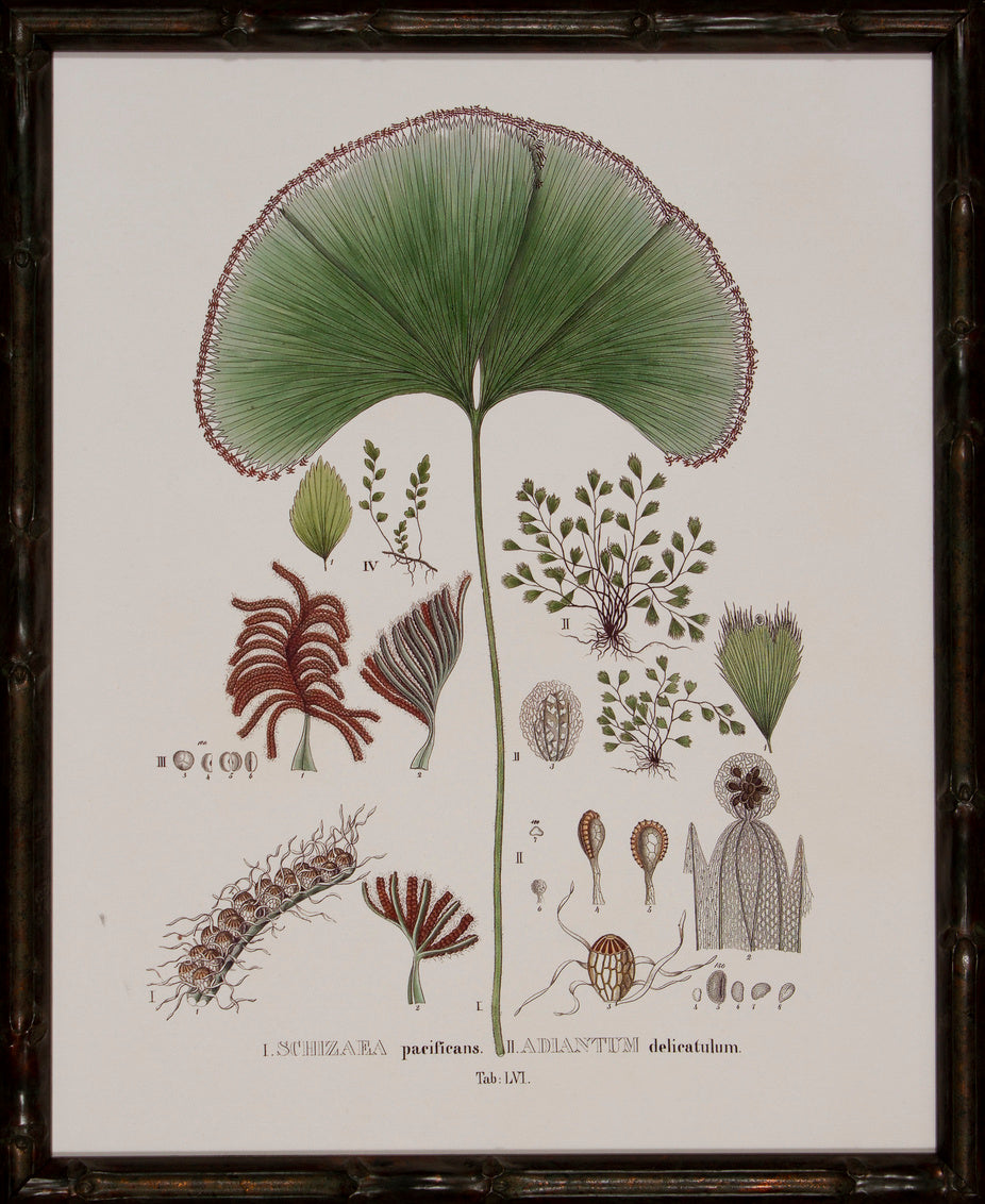 Society Ferns III