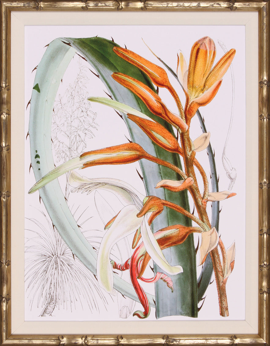 Tropical Variety III