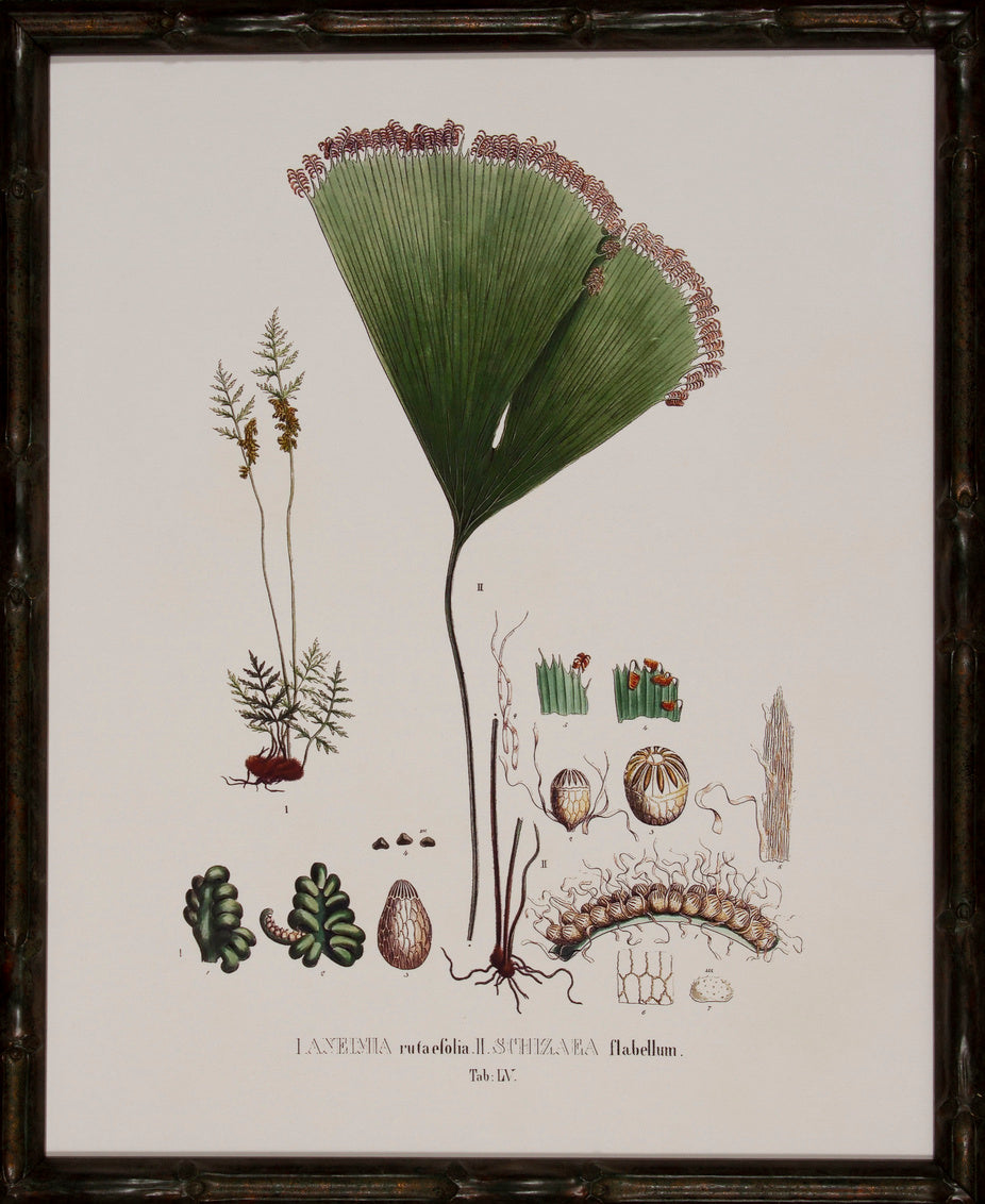 Society Ferns IX