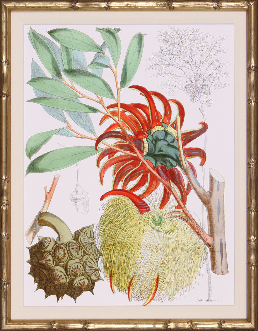 Tropical Variety IV