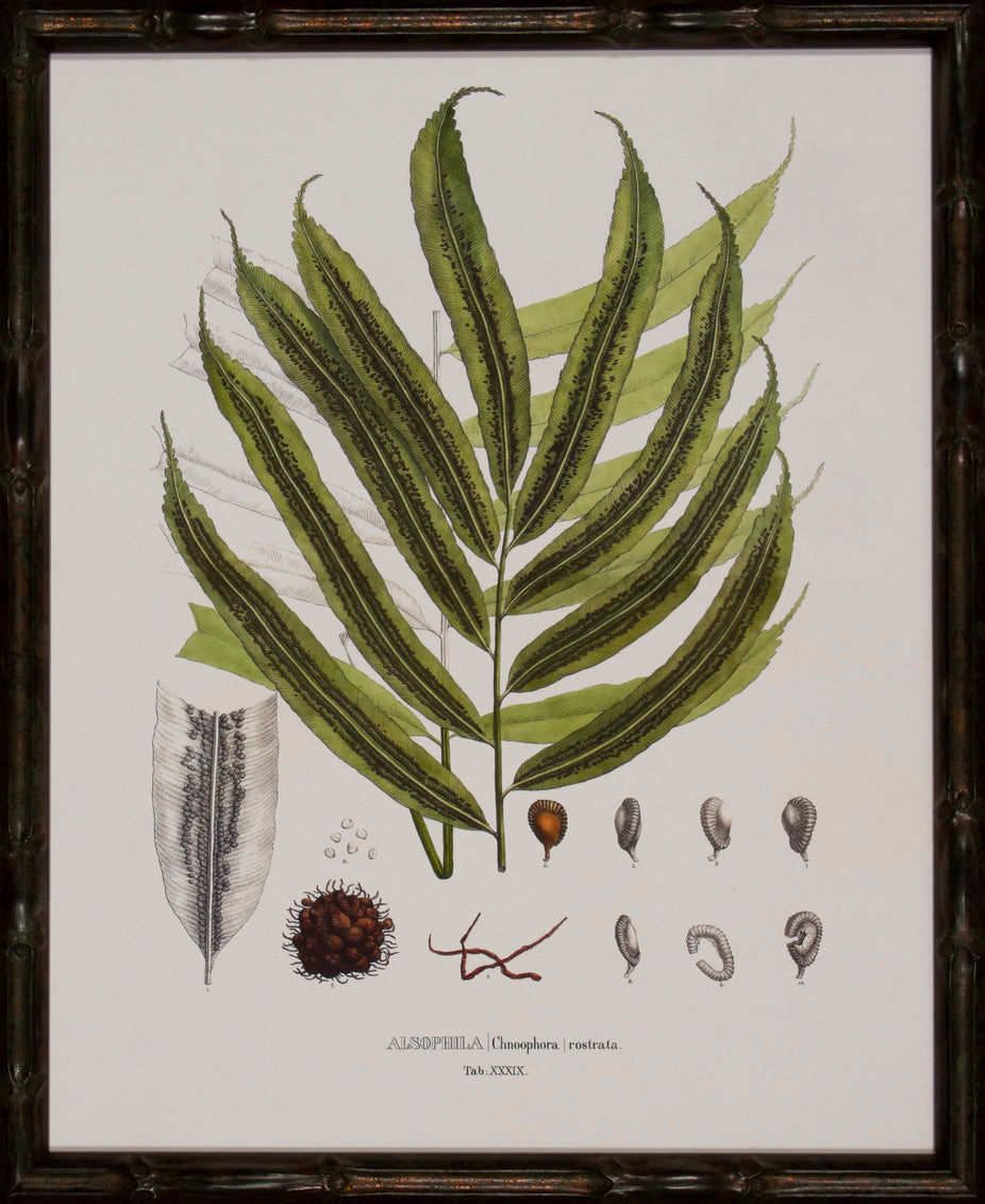 Society Ferns II