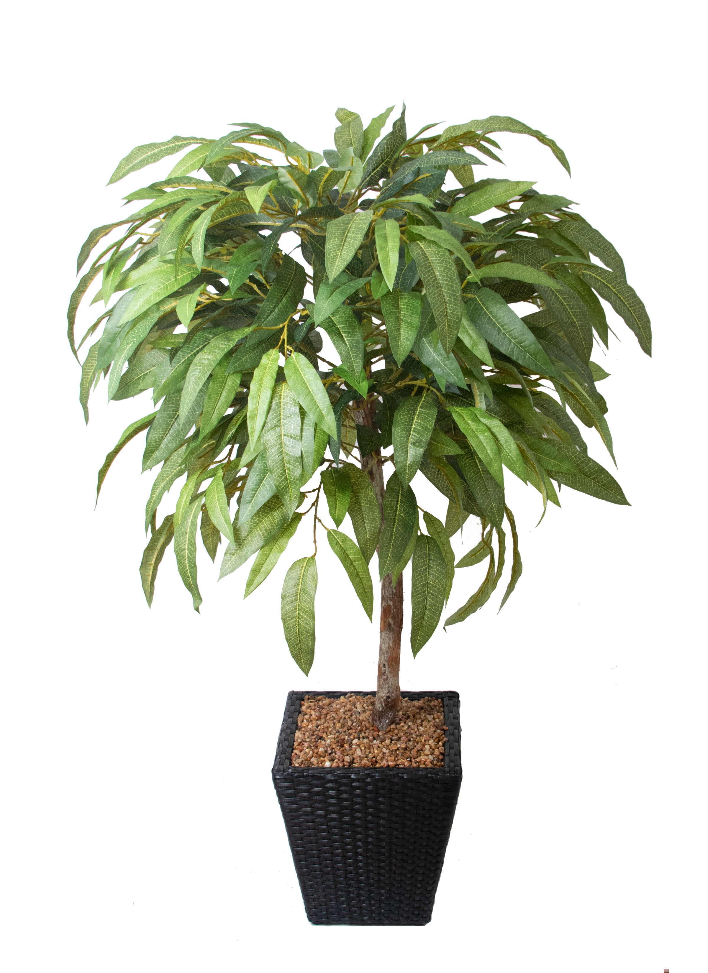 4FT Mango Tree w/ Black Basket