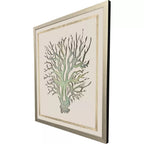 Seaweed On Linen I