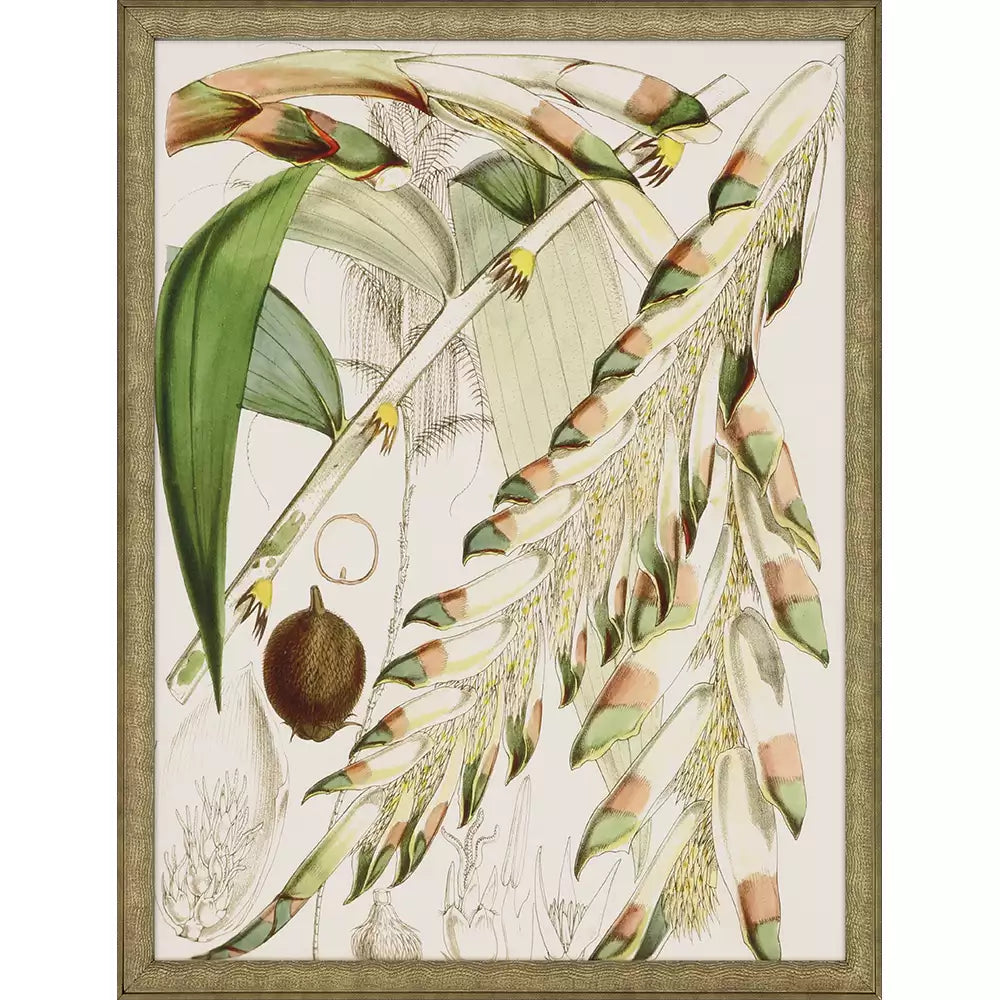 Tropical Variety S/4