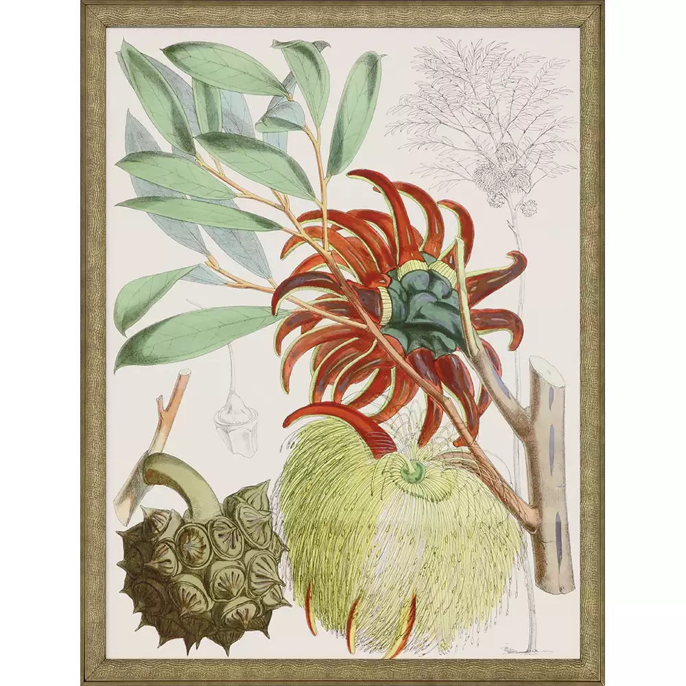 Tropical Variety S/4